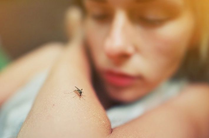 У Мелітополі з'явилися комарі, які переносять небезпечну хворобу: які симптоми